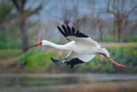 انقراض تلخ پرنده‌ای نایاب در ایران