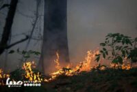 واکنش علیرضا قربانی به سوختن جنگلهای هیرکانی/ درختان همه دود پیچان به تاراج باد واکنش علیرضا قربانی به سوختن جنگلهای هیرکانی/ درختان همه دود پیچان به تاراج باد