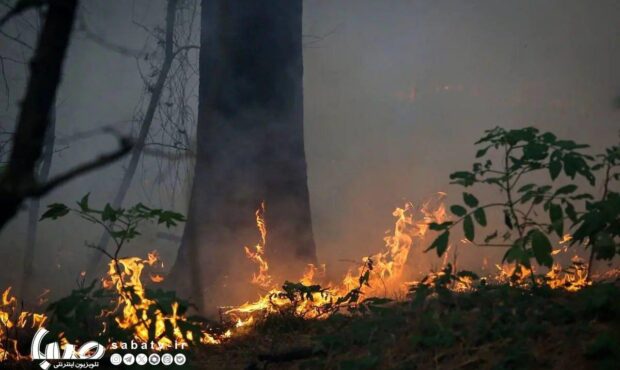 واکنش علیرضا قربانی به سوختن جنگلهای هیرکانی/ درختان همه دود پیچان به تاراج باد واکنش علیرضا قربانی به سوختن جنگلهای هیرکانی/ درختان همه دود پیچان به تاراج باد